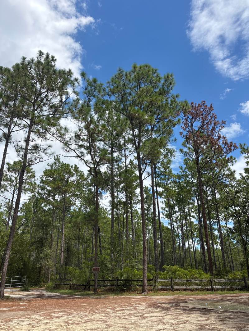 walking near me in 49th Avenue Tract in autumn