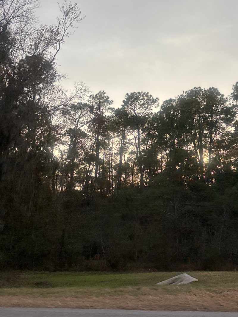 walking near me in Barr Hammock Preserve in winter