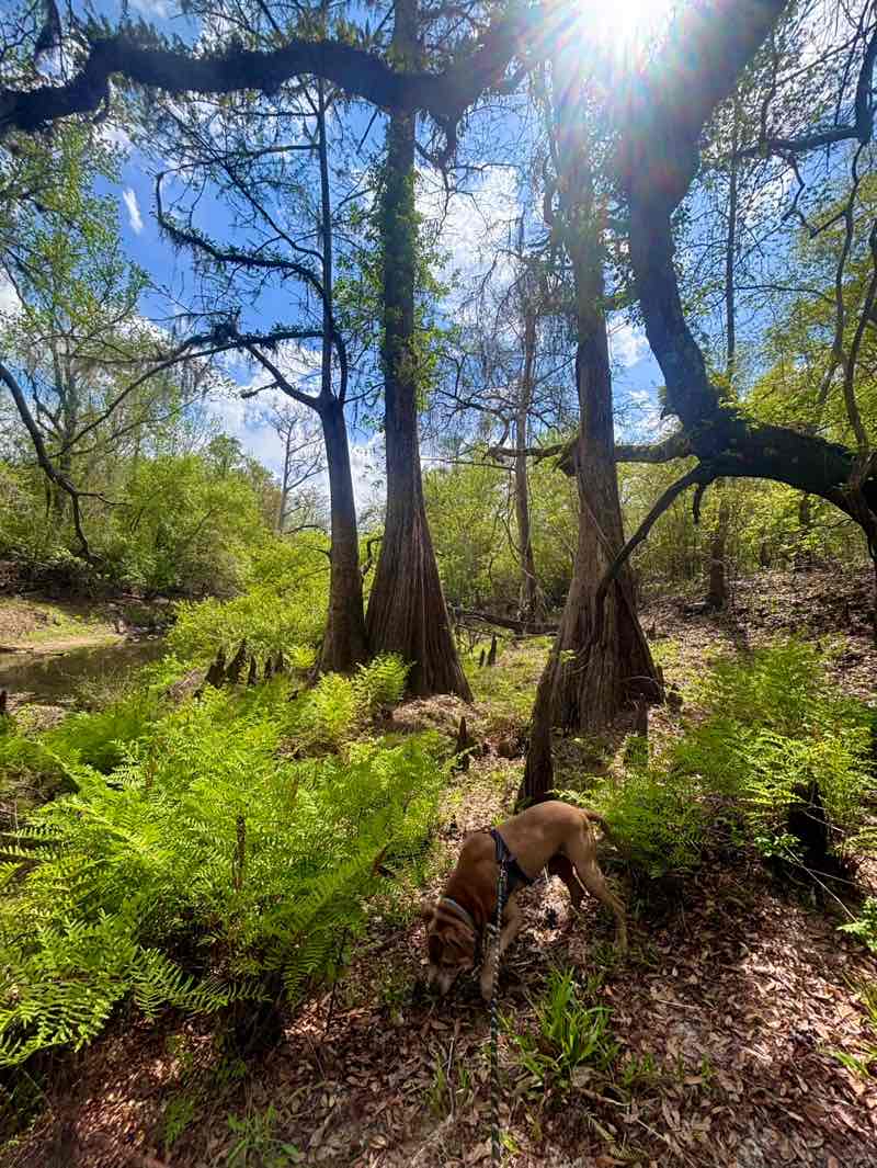 walking near me in Withlacoochee State Forest in spring