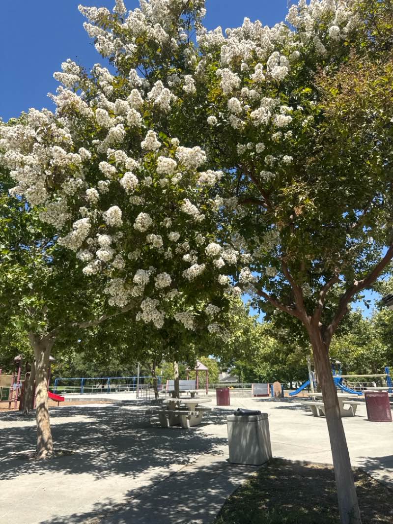 walking near me in McCarthy Park in summer