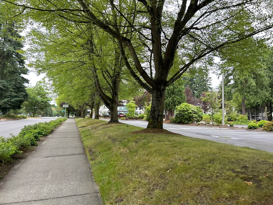 walking near me in North Bellevue Community Park in autumn