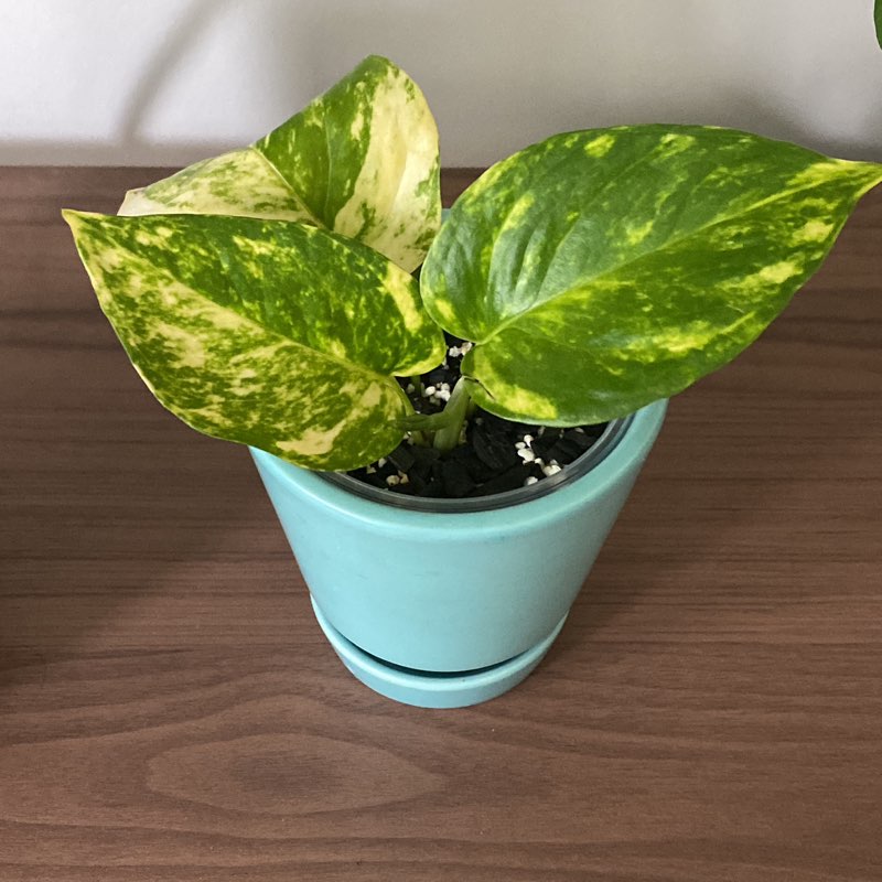 Hi , what’s up icon