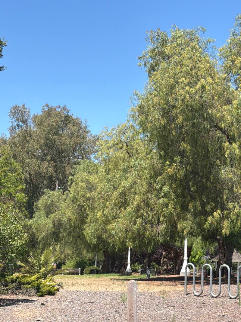 walking near me in Ravenswood Park in summer