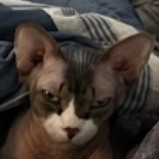 Torin Around Town icon