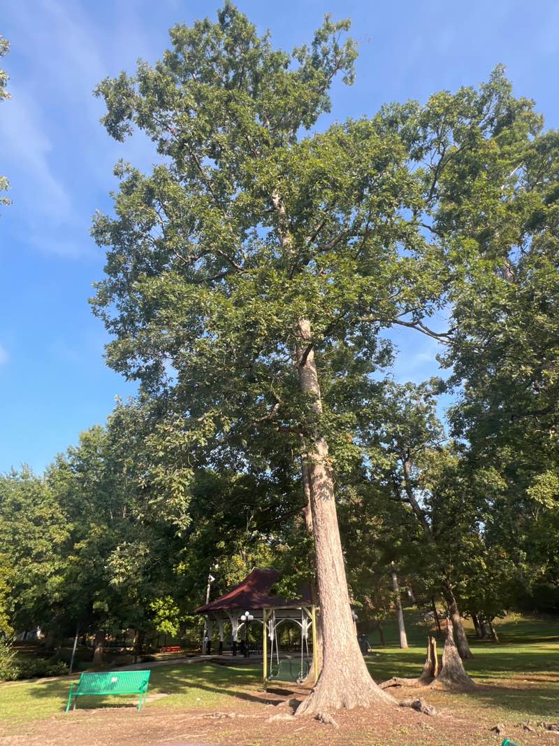 walking near me in Fountain City Park in autumn