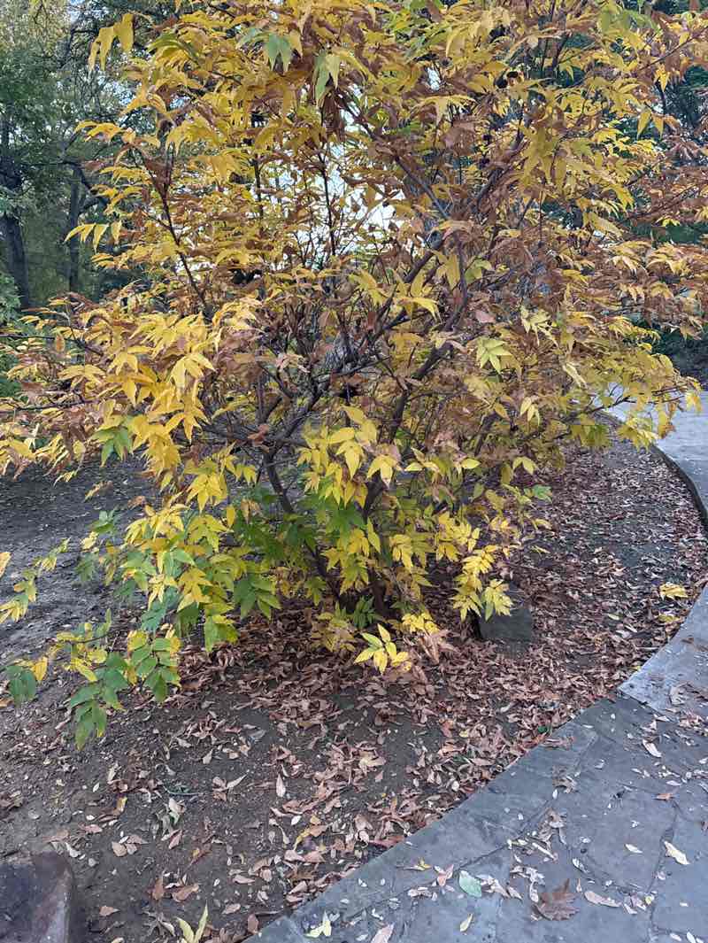 walking near me in Heritage Park in autumn