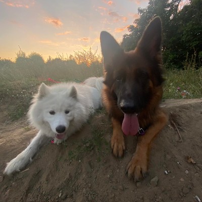 dzikie dziki 🐗 - spacer z psem Natalia post image