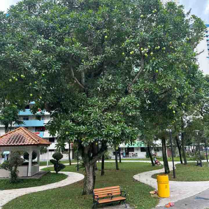 Tan Kok Hian post 1