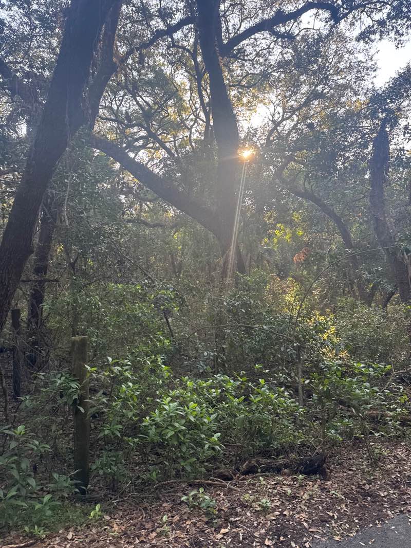walking near me in Tree Tops Park in winter