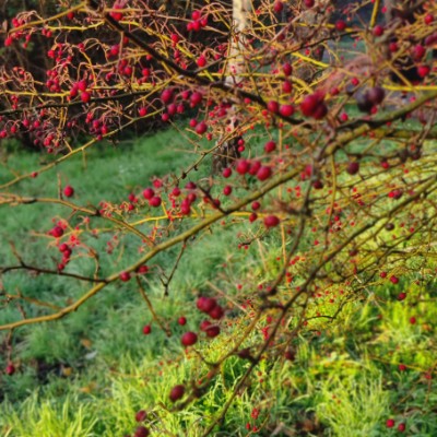 LBS 4 PEACE Jessica post image