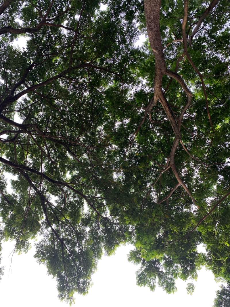 walking near me in Kiara Artha Park in summer