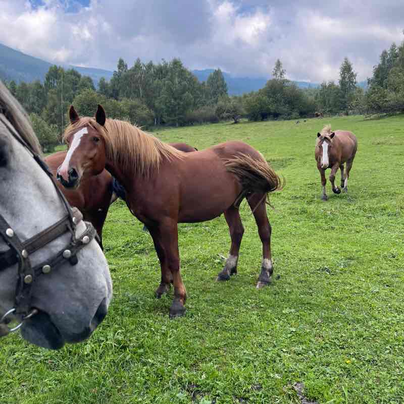 Kova Gotova Светлана post image