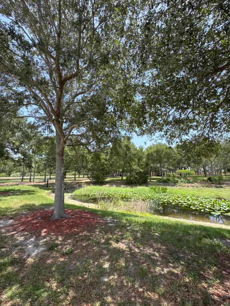 walking near me in Suseda Park in summer