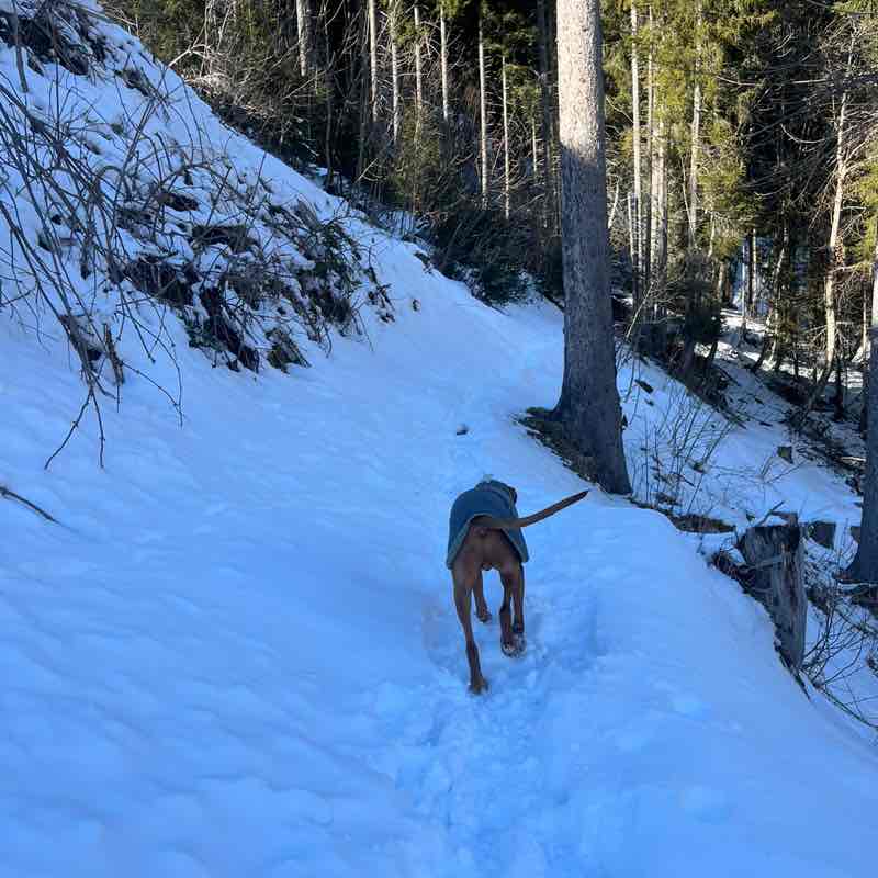 Hunderunde 🐕 Hunderunde 🐕 post image