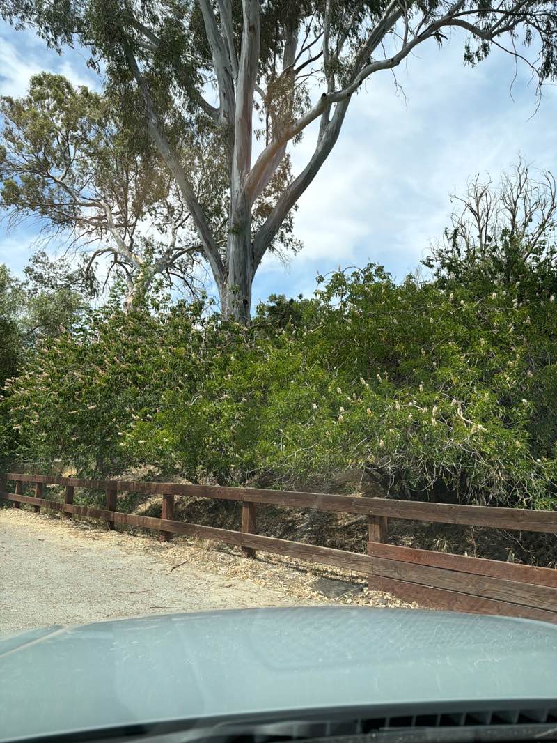 walking near me in Howe Homestead Park in summer
