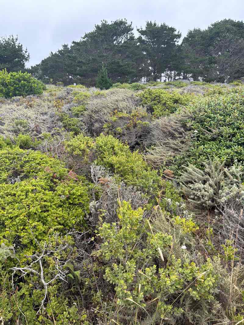 walking near me in James V. Fitzgerald Marine Reserve in summer