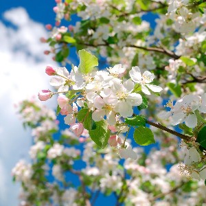 Иринна profile