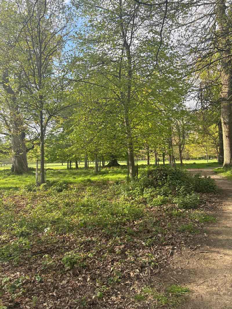 walking near me in Phoenix Park in spring