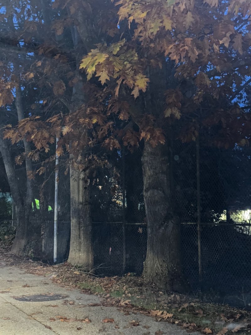 walking near me in Evergreen Playfield in autumn