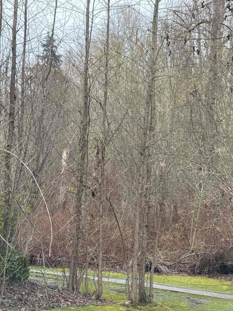 walking near me in Wallace Swamp Creek Park in spring