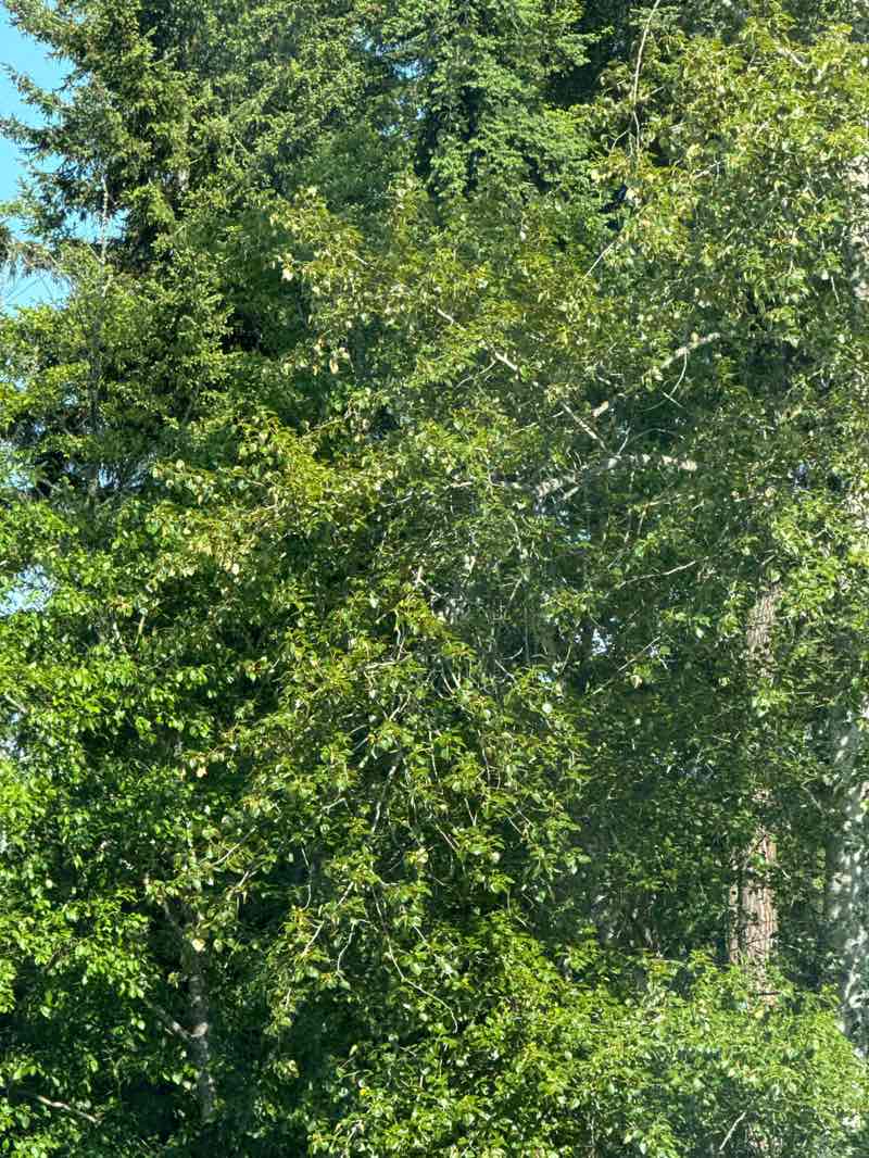 walking near me in Merrill Creek Park in summer