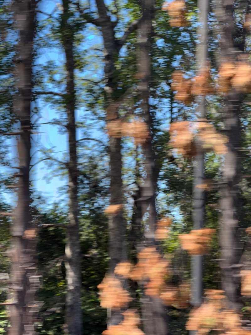 walking near me in Martha Lake Park in summer