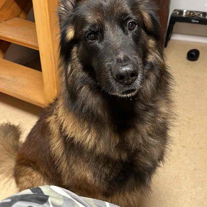 🐷🐶Animaux🐭🐼 Lucos post image