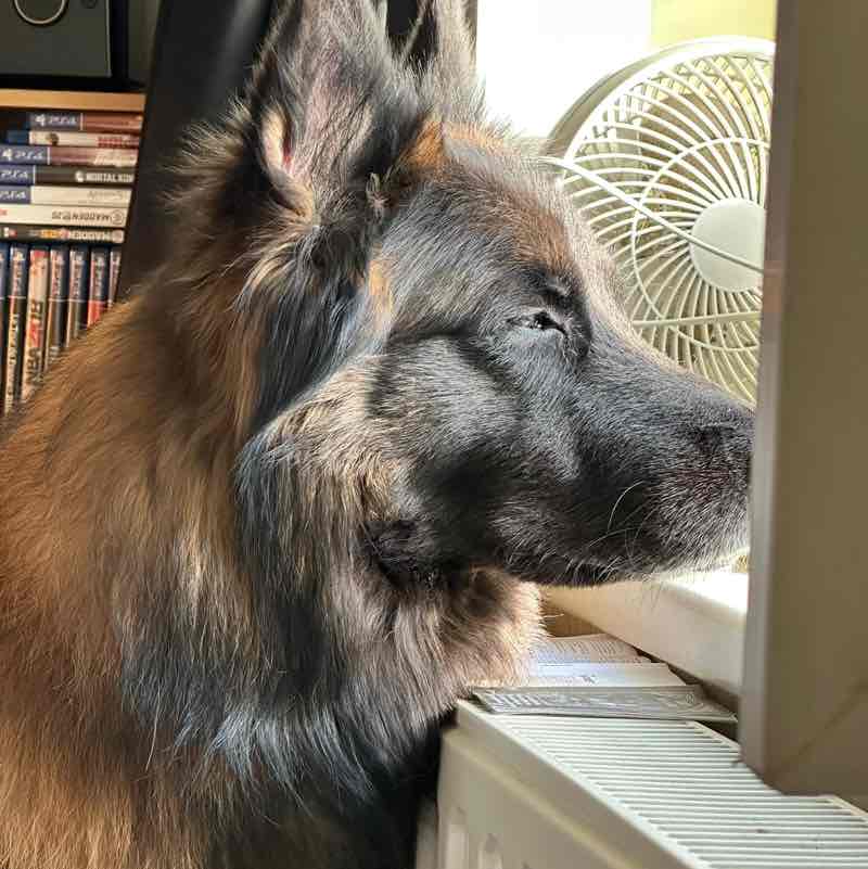 🐷🐶Animaux🐭🐼 Lucos post image