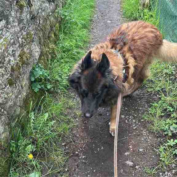 🐷🐶Animaux🐭🐼 Lucos post image