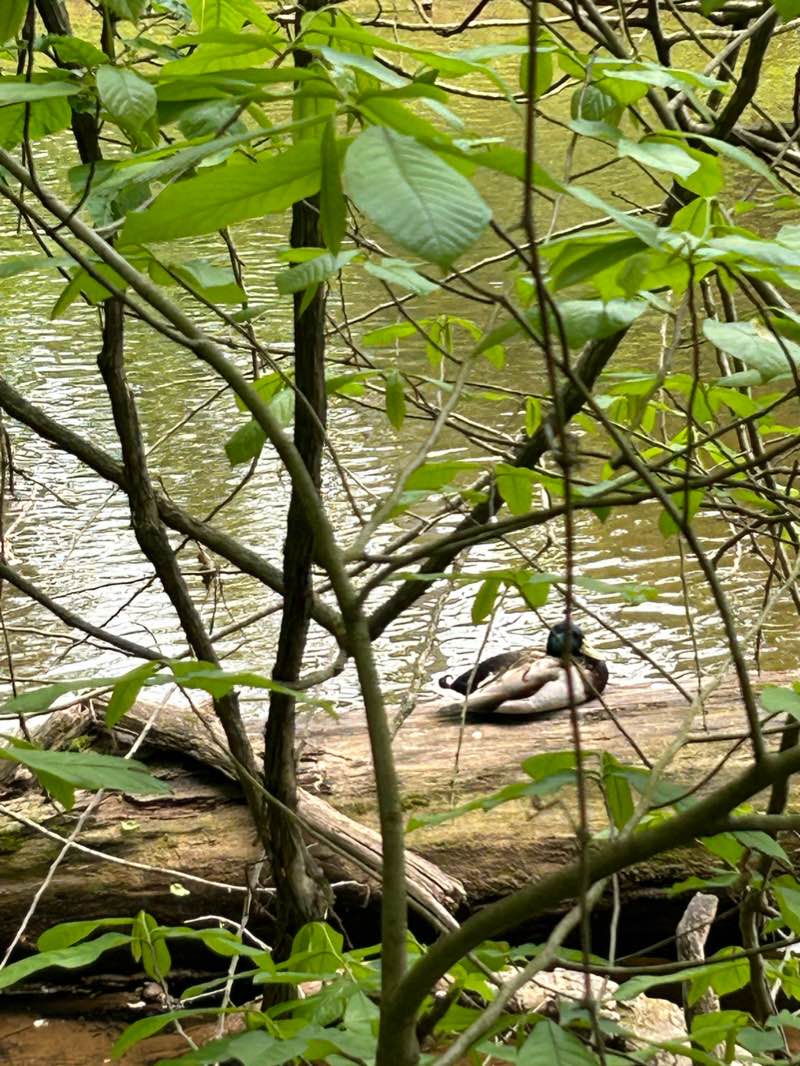 walking near me in Bull Run Regional Park in winter