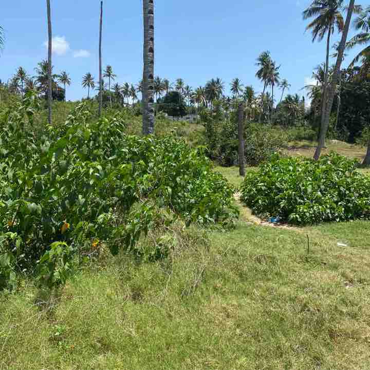 Pacer Tanzania Wisdom post image