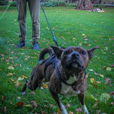 Walk with dog | ENG | LV | RUS Walk with dog | ENG | LV | RUS post image