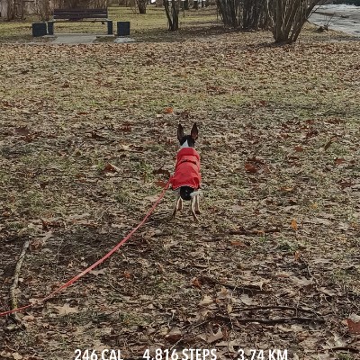 Walk with dog | ENG | LV | RUS DigiLapsa post image