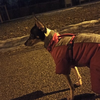 Walk with dog | ENG | LV | RUS Walk with dog | ENG | LV | RUS post image