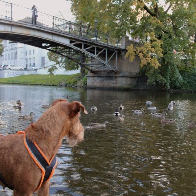 Walk with dog | ENG | LV | RUS Walk with dog | ENG | LV | RUS post image