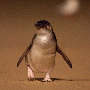 🐧KHAiL🐧 profile