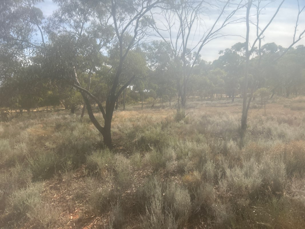 walking near me in Kalgoorlie Arboretum 5(1)(h) Reserve in summer