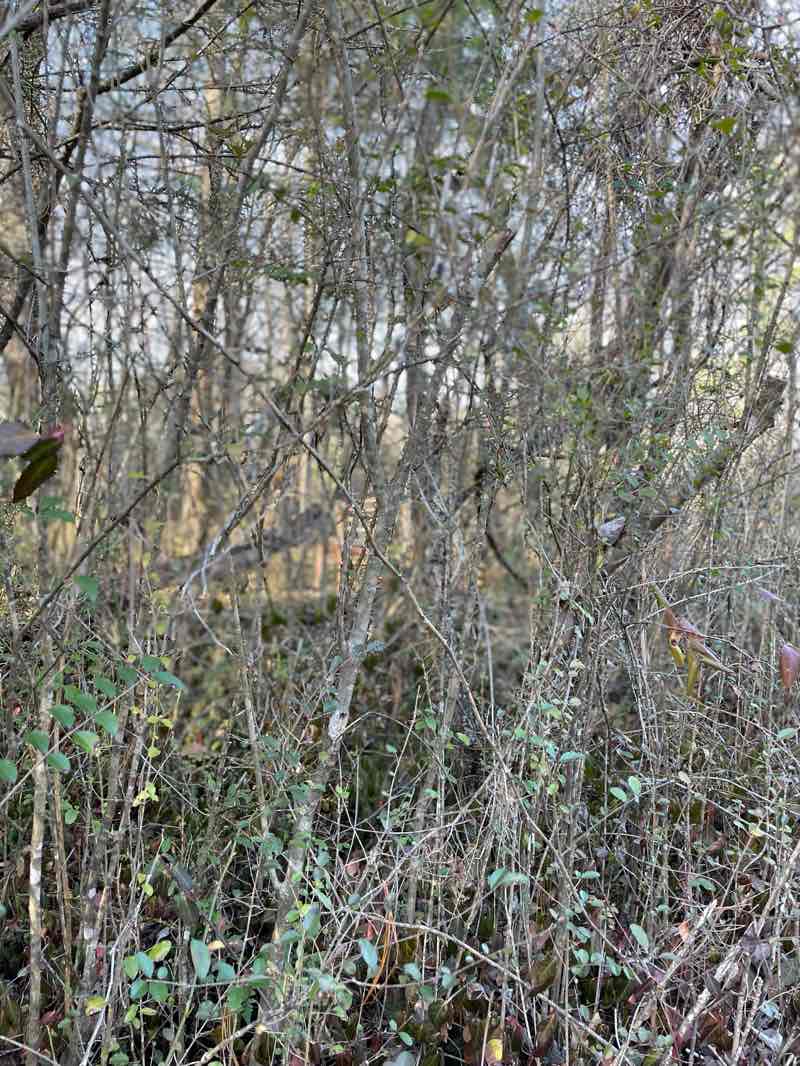 walking near me in Cherokee National Forest in winter