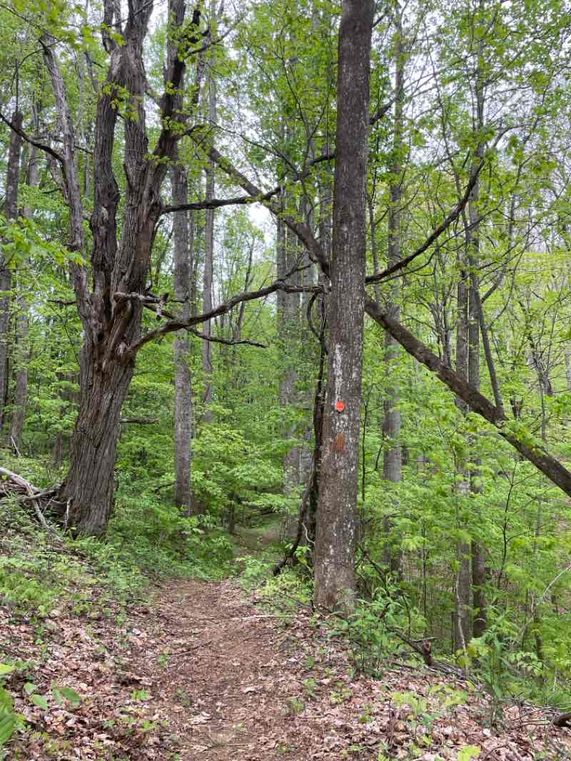 walking near me in Roan Mountain State Park in spring