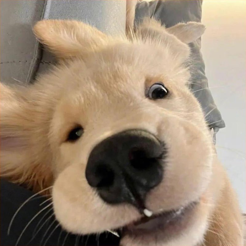 班迪