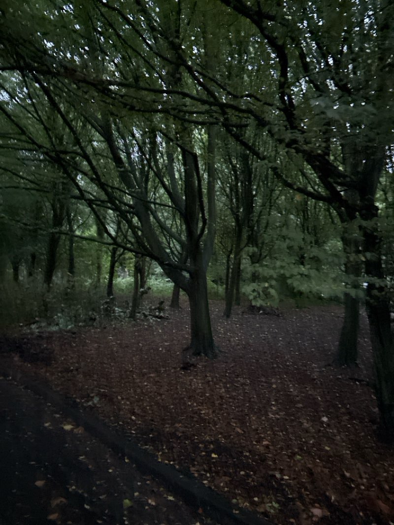 walking near me in Greenbank Park in autumn