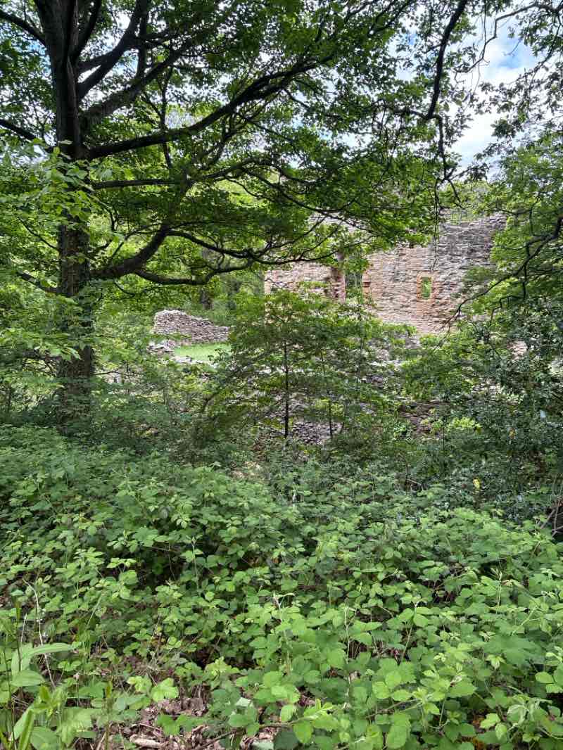 walking near me in Wepre Park in summer