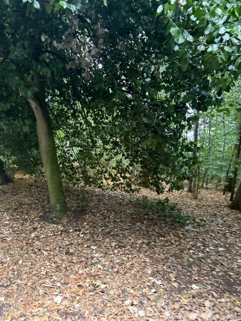 walking near me in Greenbank Park in summer