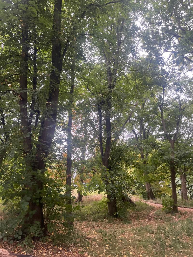 walking near me in Greenbank Park in autumn