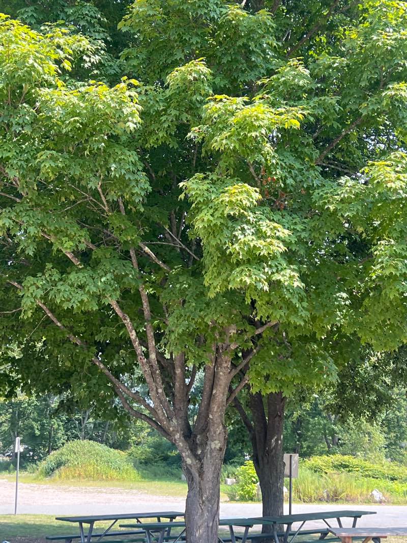 walking near me in South Park in autumn
