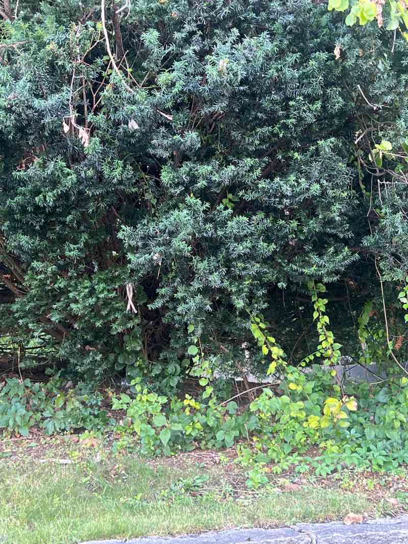 walking near me in Bowditch Field in autumn