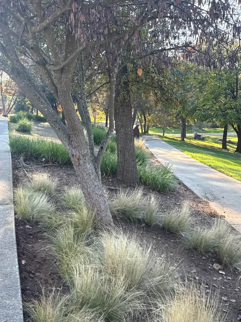 walking near me in Loomis Basin Community Park South in autumn