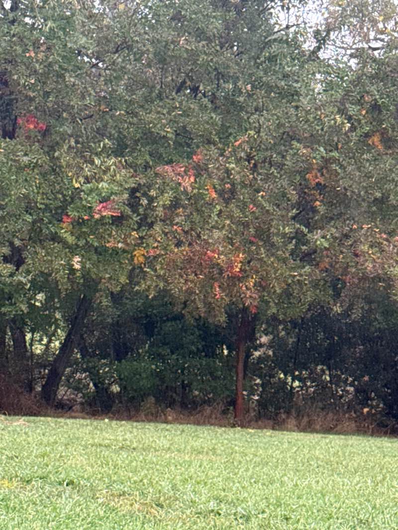 walking near me in Treelake Terrace Park in autumn