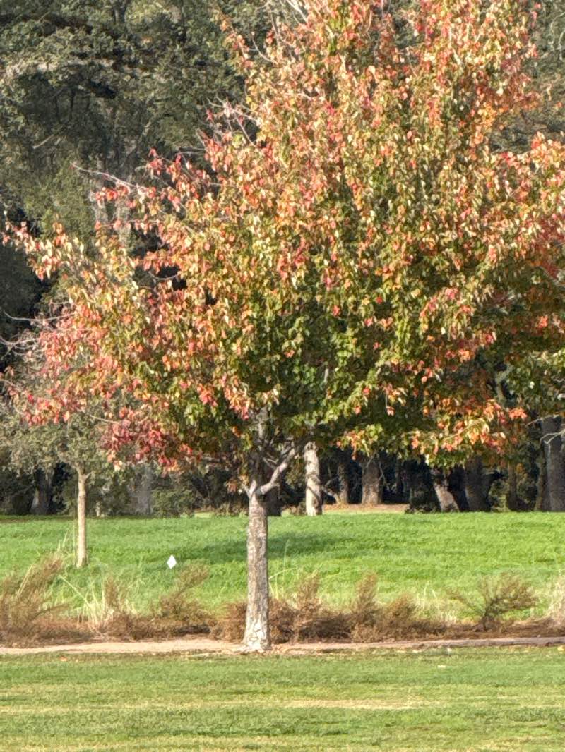 walking near me in Johnson-Springview Park in autumn