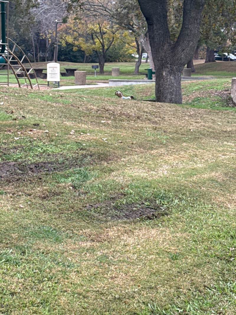 walking near me in Sierra Meadows Park in winter